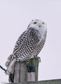 Snowy owl on a wooden post against sky