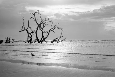 Bare tree on beach against sky