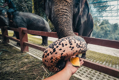 Cropped hand of man feeding elephant in zoo