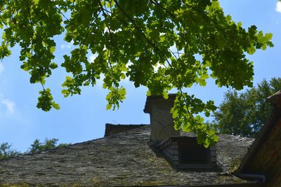 Low angle view of tree against sky