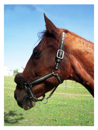 Horse on field against sky