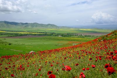 Scenic view of poppy field against cloudy sky