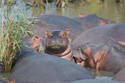 Baby hippo