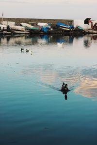 High angle view of ducks swimming in lake