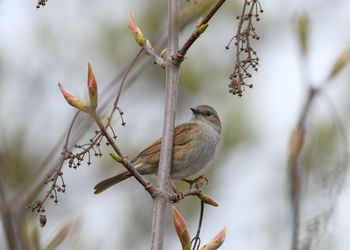 Close-up of bird perching on branch