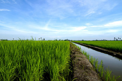 Scenic view of agricultural field against sky