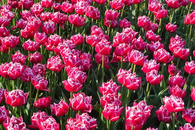 Full frame shot of red tulips