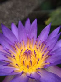 Close-up of purple crocus flower