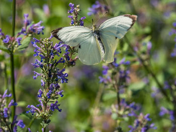 Close-up of butterfly pollinating on purple flower