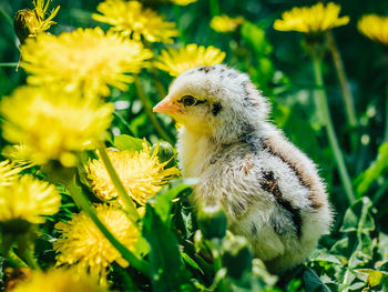 Close-up of chick on plant