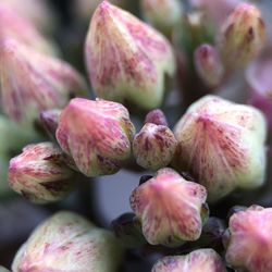 Close-up of fruits growing on plant