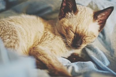 Close-up of cat sleeping on bed