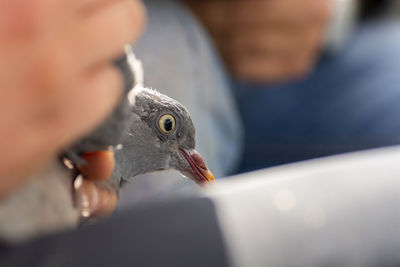 Close-up of bird