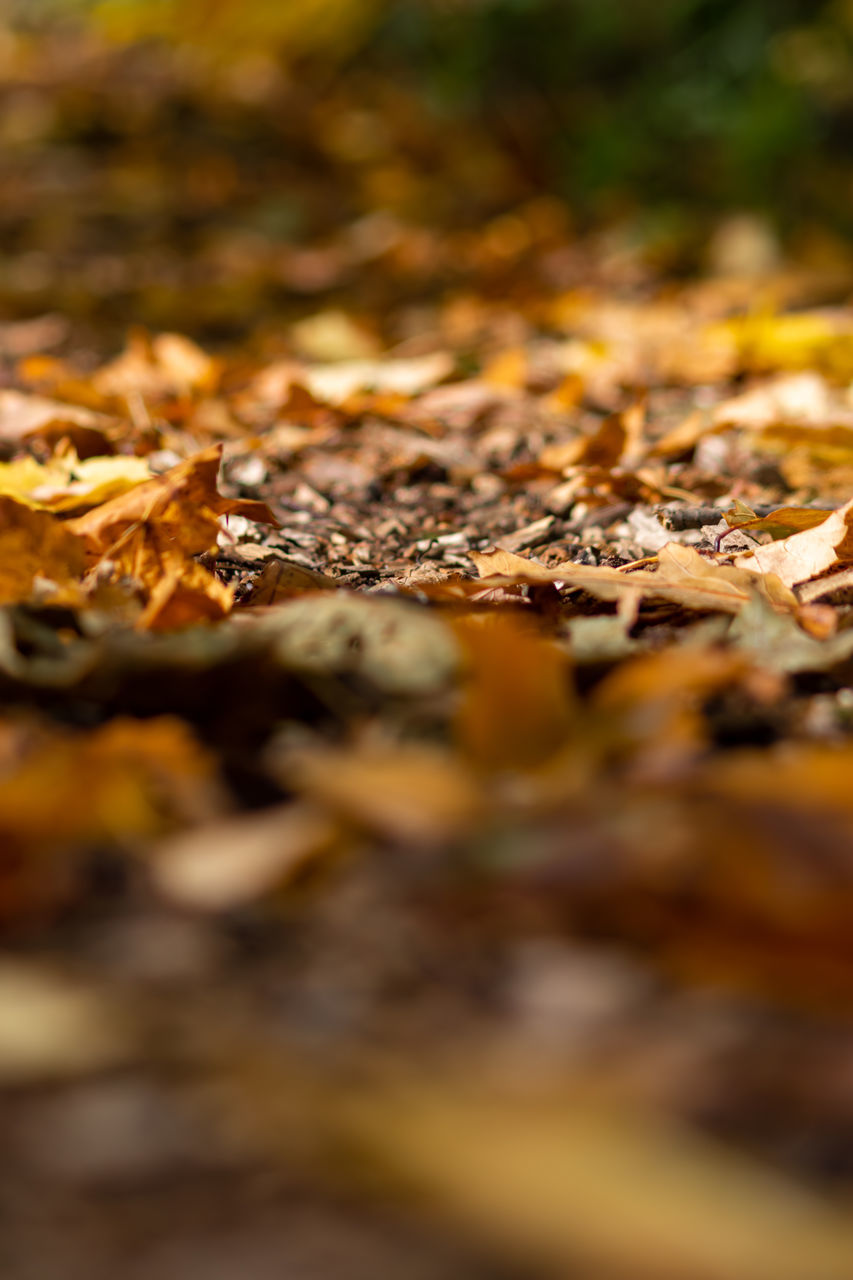 CLOSE-UP OF DRY LEAVES ON FIELD