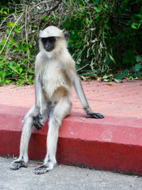 Monkey sitting on wall