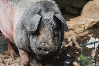 Close-up of a pig 