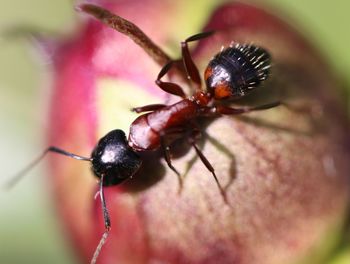 Close-up of insect on flower