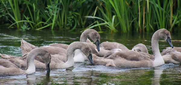 Swans and ducks in lake