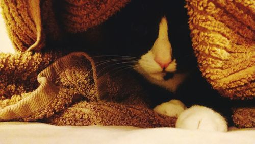 Close-up of cat sleeping on sofa