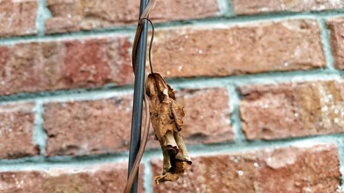 Close-up of lizard on wall