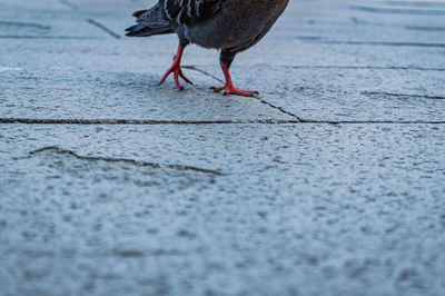 Low section of bird walking on footpath