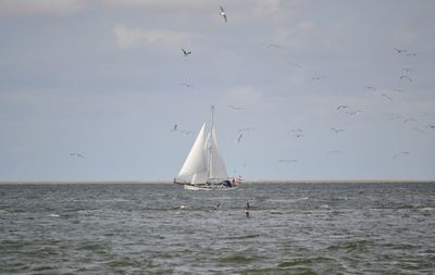 Sailboat sailing in sea