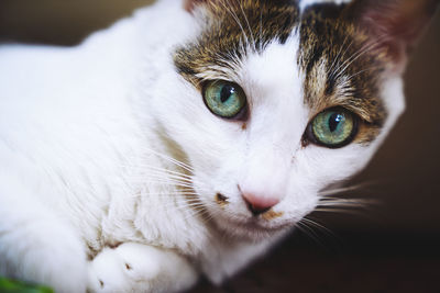 Close-up portrait of cat