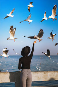 Low angle view of seagulls flying over sea