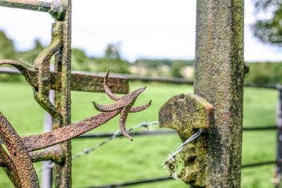 Close-up of lizard on tree trunk against sky