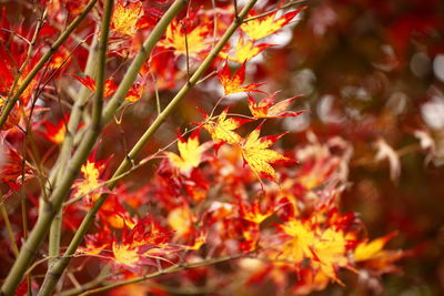 Close-up of maple leaves on plant during autumn