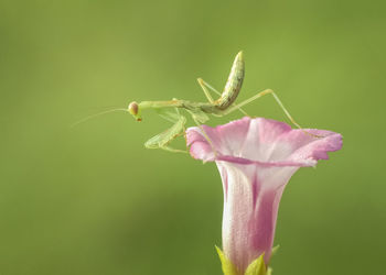 Close-up of insect on plant