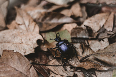 High angle view of insect on dry leaf