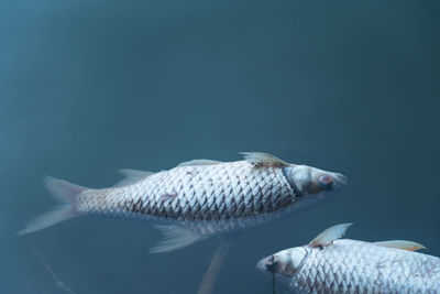 Fish swimming in sea