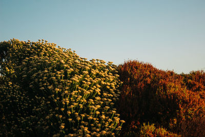 Trees on field against clear sky