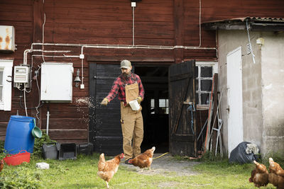 Male farmer feeding chickens outdoors