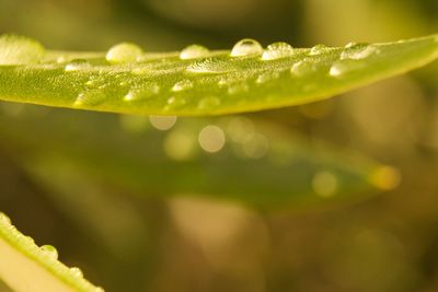 Close-up of wet plant leaves