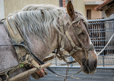 Close-up of a horse