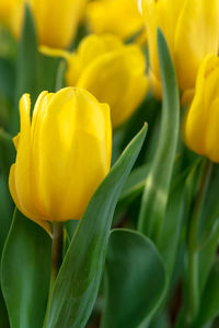 Close-up of yellow tulip