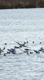 Birds swimming in lake