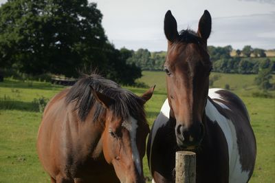 Horses in ranch