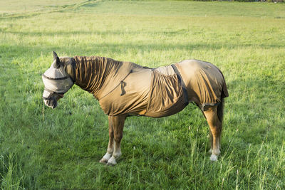 Horse standing on field