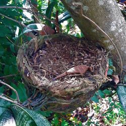 High angle view of bird in nest