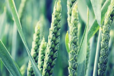 Close-up of wheat growing on field