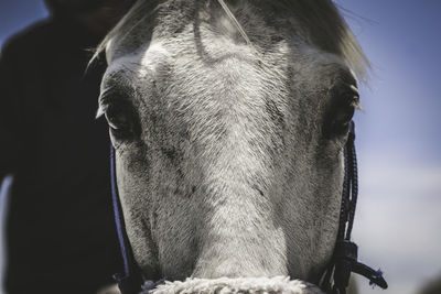 Close-up of horse head