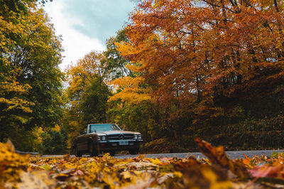 Trees and leaves during autumn