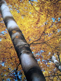 Low angle view of tree during autumn