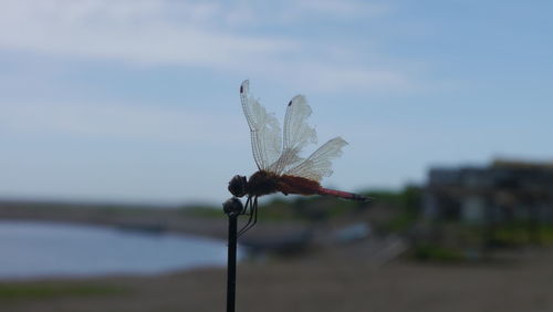 Close-up of leaf against sky