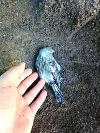 Close-up of hand holding bird