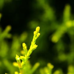 Close up of yellow flower