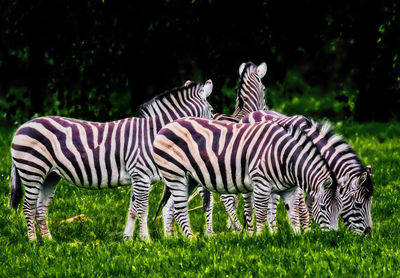 Zebras on a field